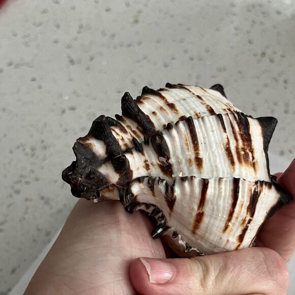 Set of Three  large Decorative Seashells Spider Conch Giant Conch Large Murex - Picture 4 of 14